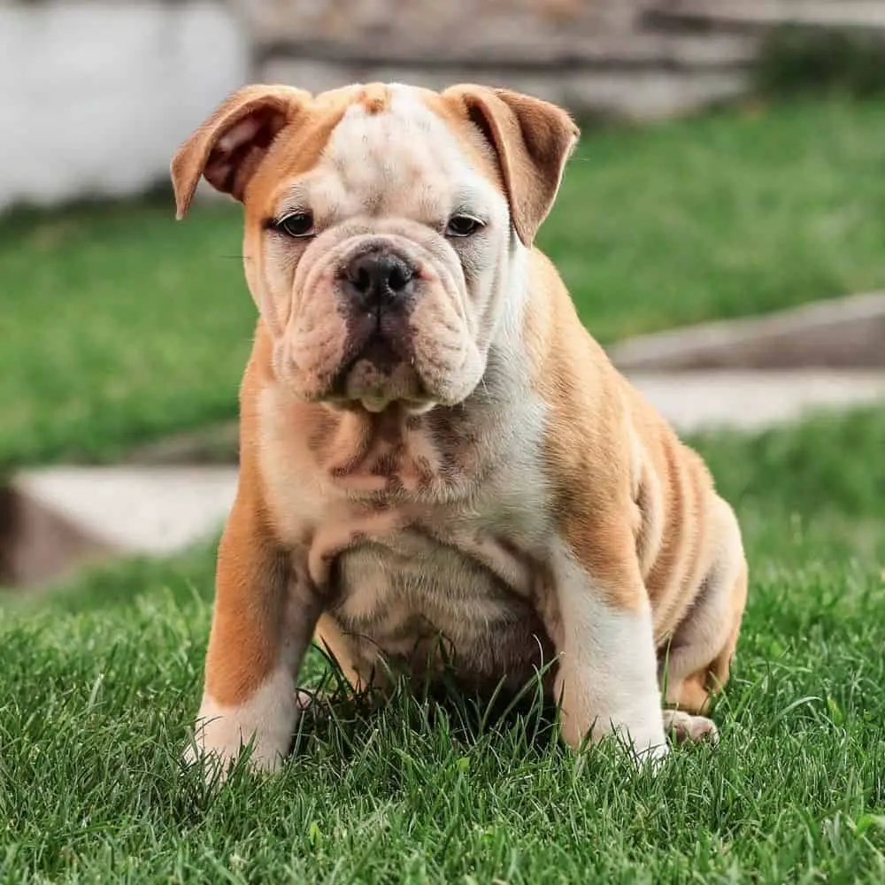 are victorian bulldogs good guard dogs