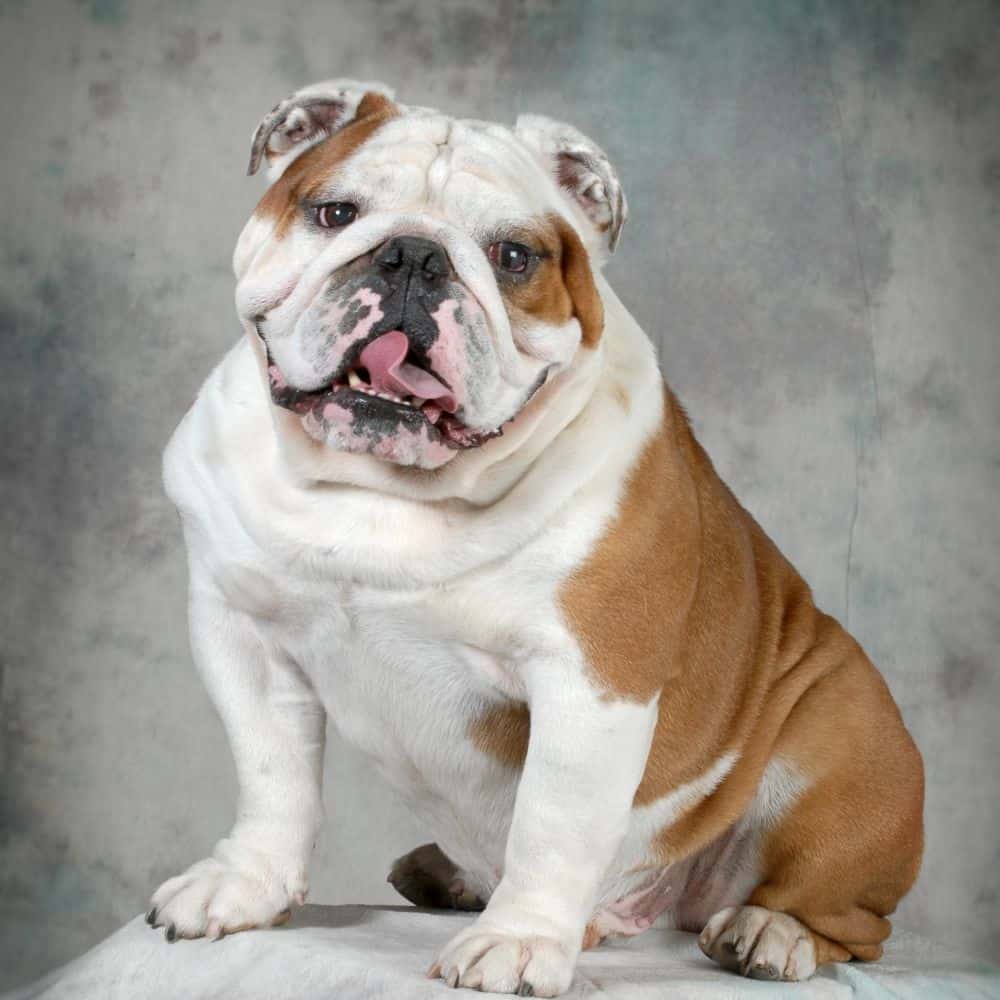 Bulldog portrait sitting