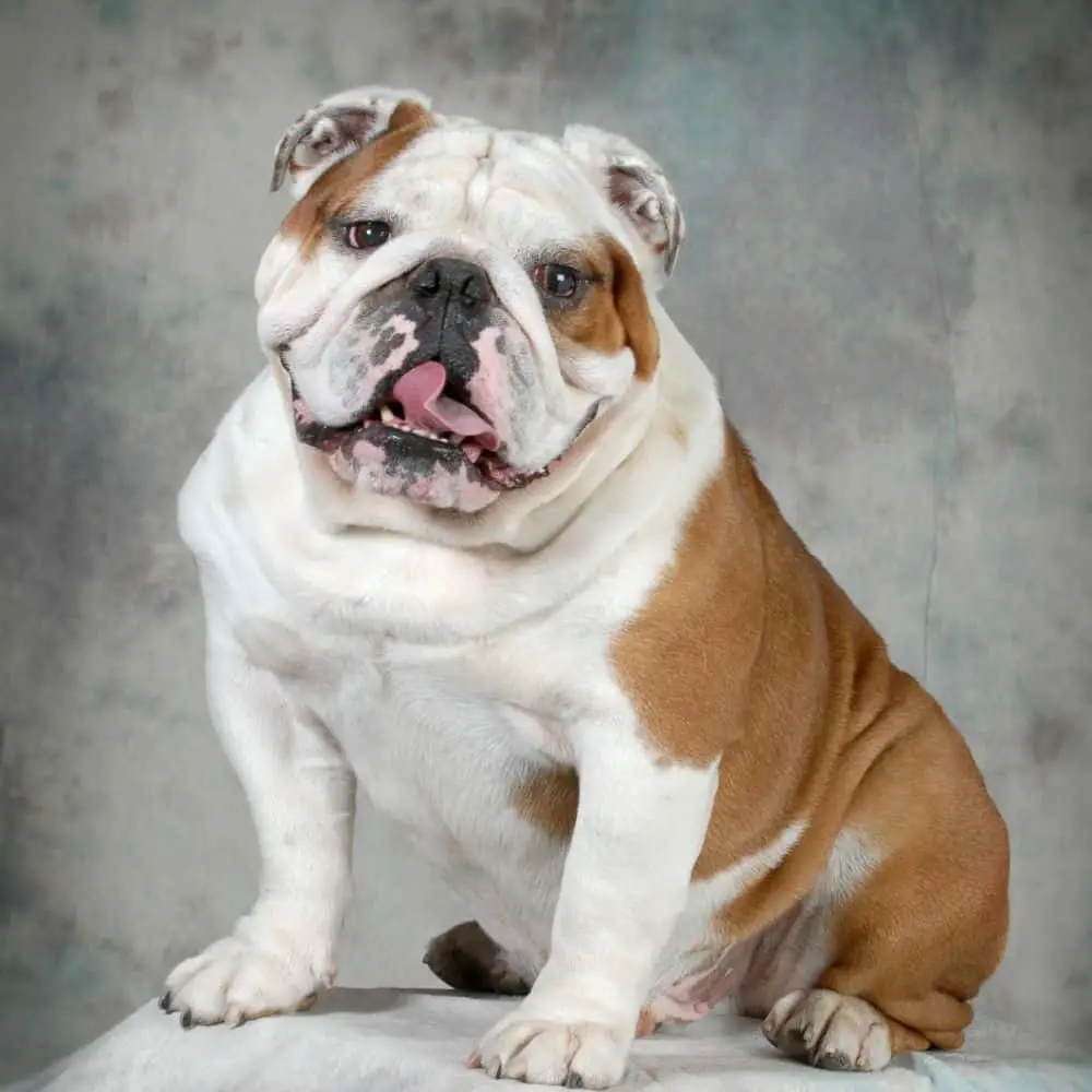 are bulldogs considered a large breed