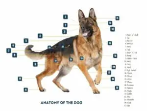 Anatomie du chien