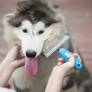Dog grooming dematting 