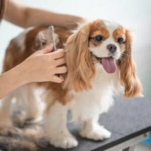 Dematting severely matted dog hair puppy brown and white