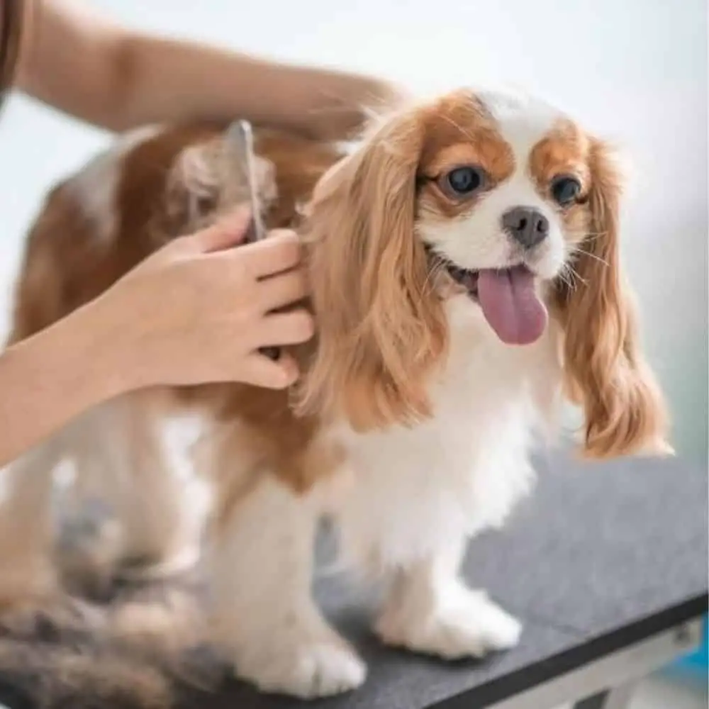 Entfilzung und Behandlung von stark verfilztem Hundehaar