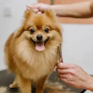 Pomeranian dog grooming and fur de matting