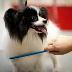 Les chiens à poils longs sont plus enclins à développer des pellicules.