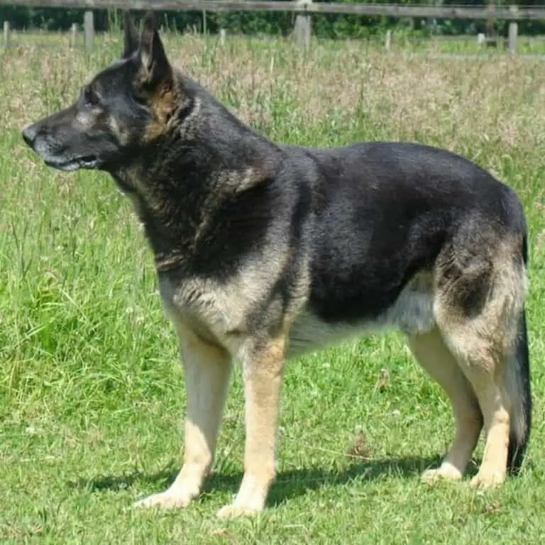 Akita German Shepherd Mix Dog Breed – What You Need To Know