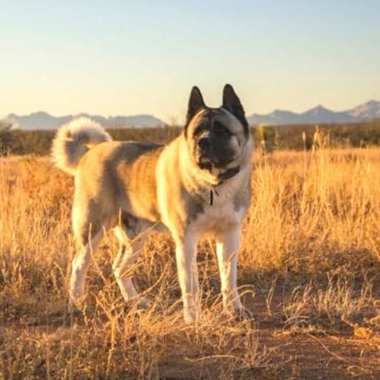 Akita German Shepherd Mix Dog Breed What You Need To Know