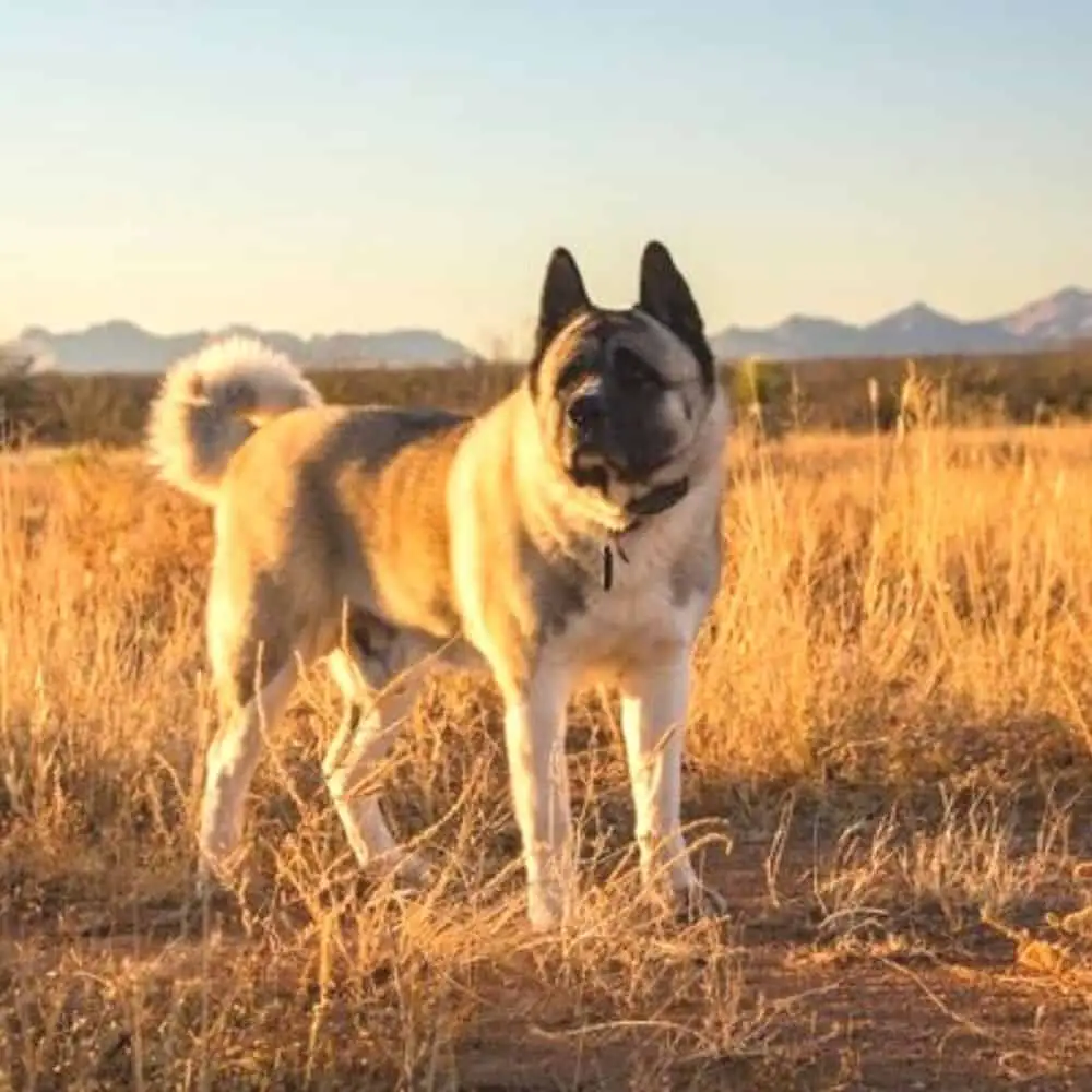 Akita German Shepherd Mix Dog Breed – What You Need To Know