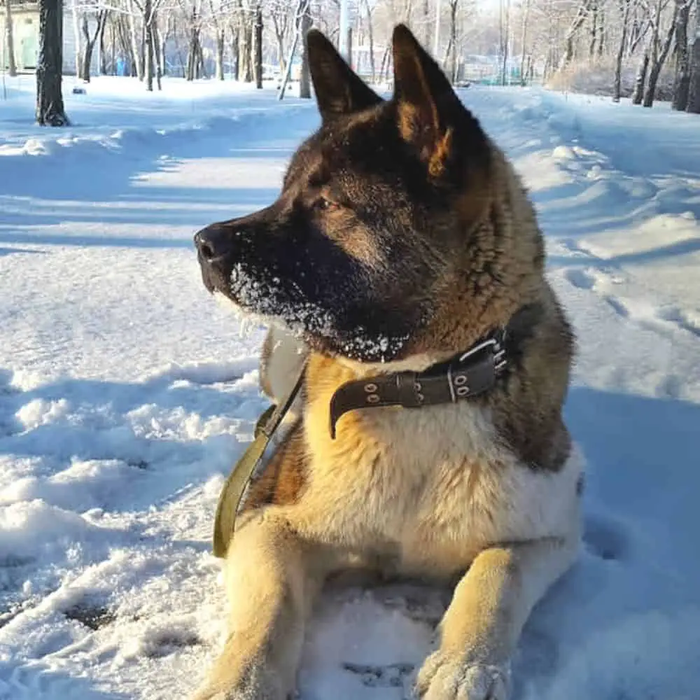 how big do german shepherd akita and corgi mix get