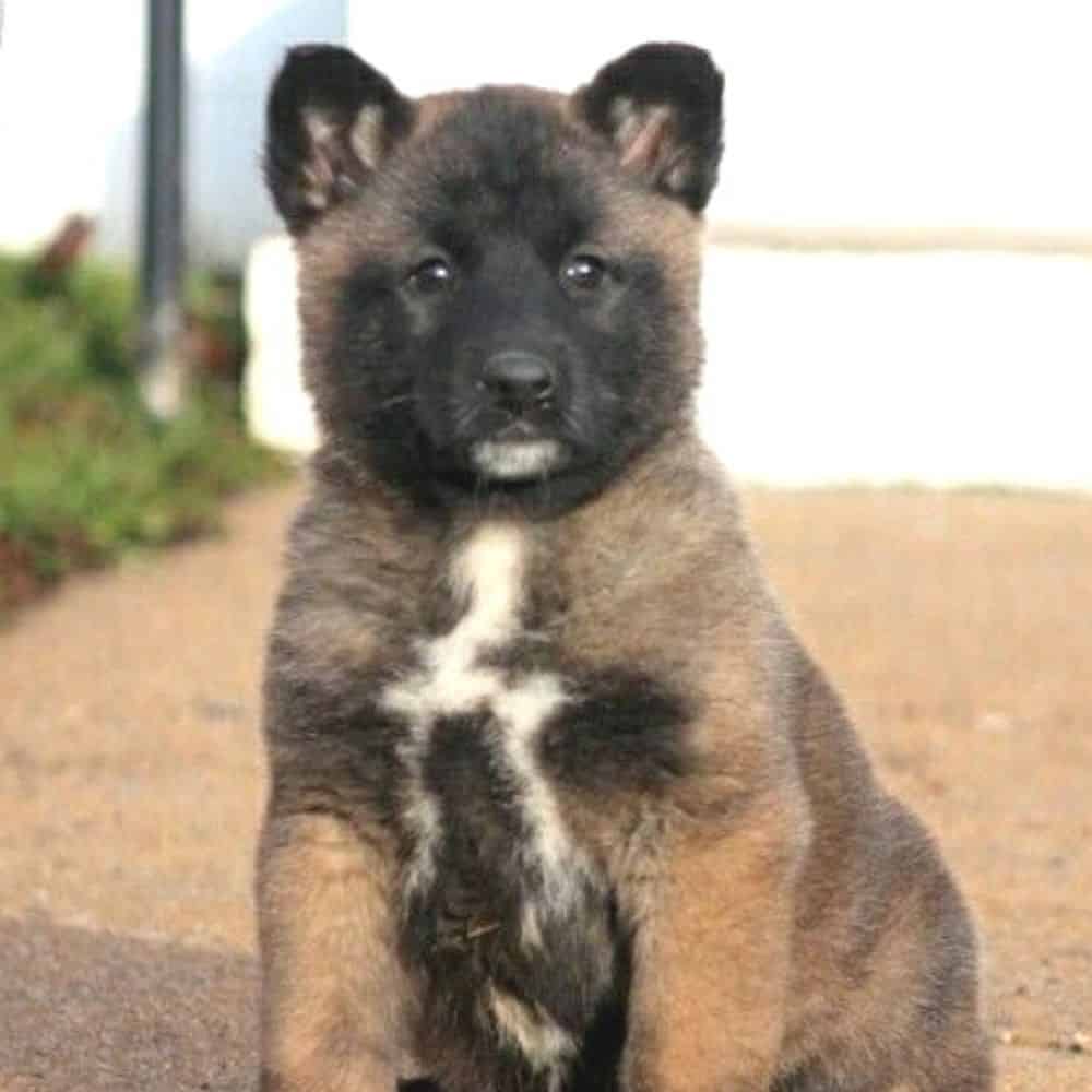 Akita Shepherd - puppy