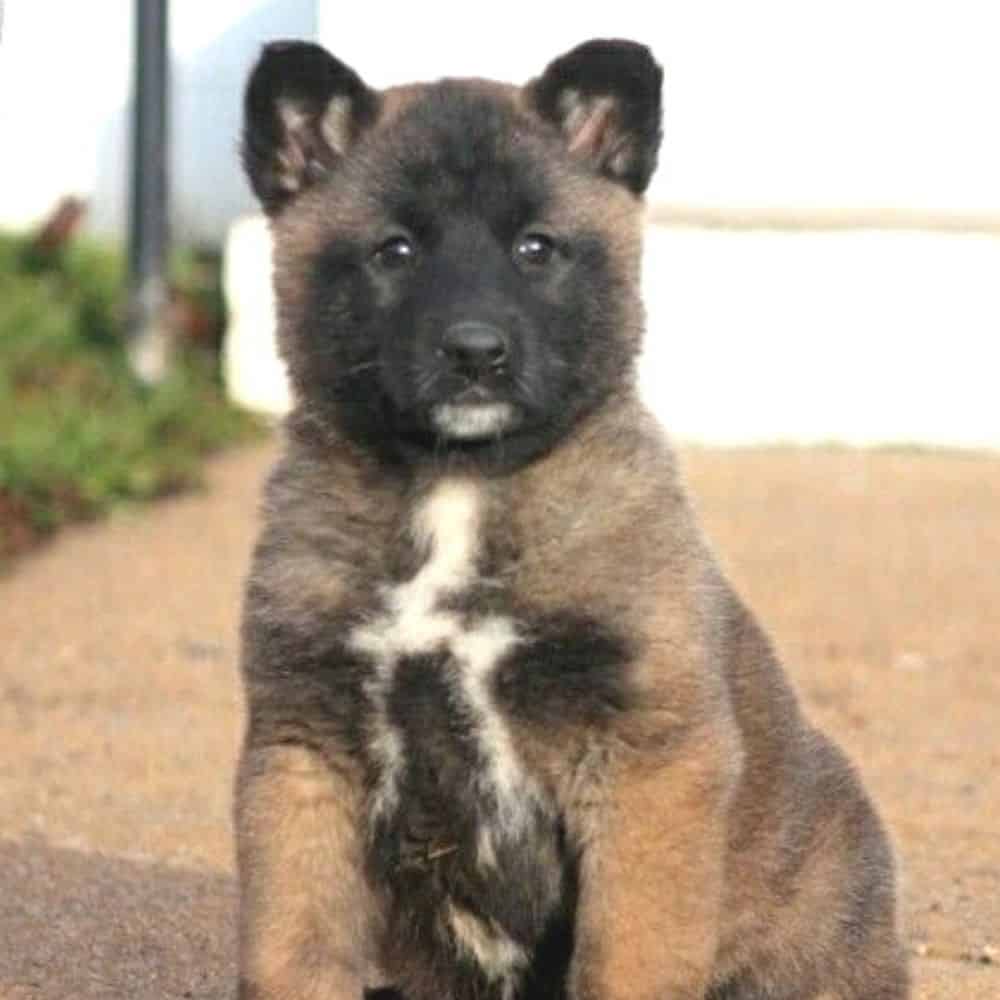 how big does a husky akita shepard mix get