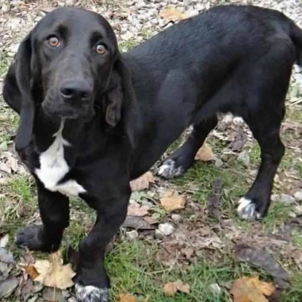 black lab basset hound mix