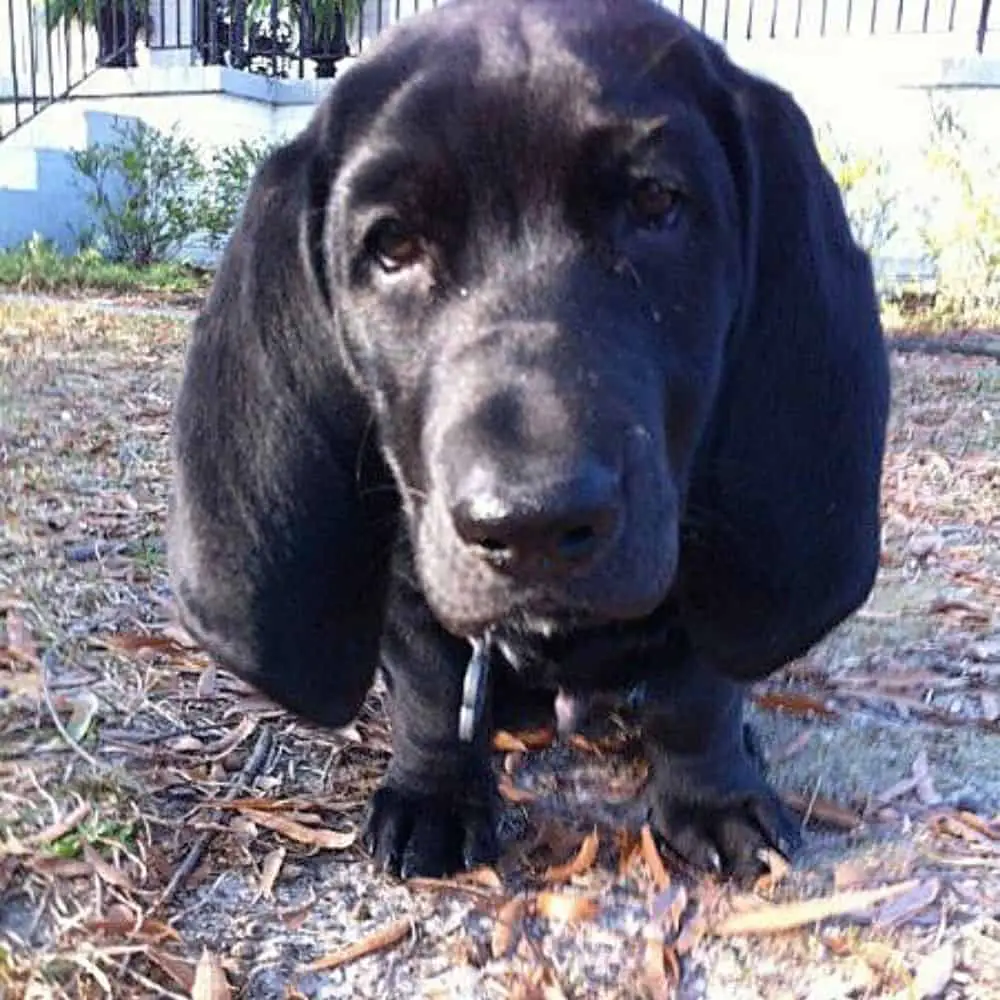 pitbull basset hound lab mix