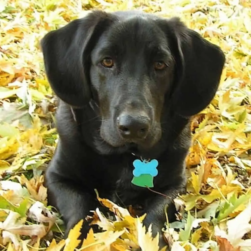 Great Martingale Collars For Dogs Made From Hemp