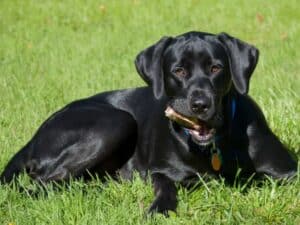 Labrador Retriever black grass