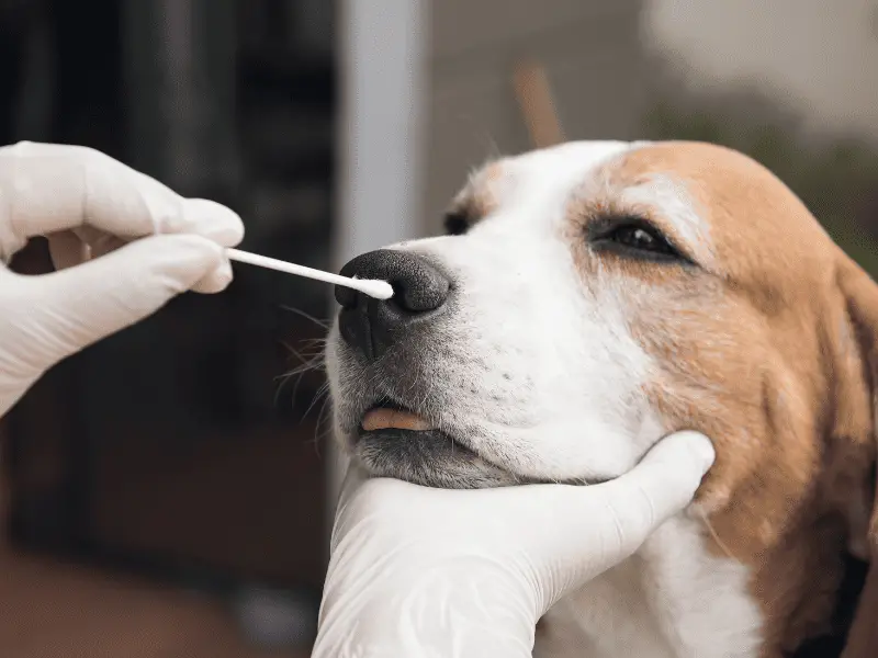 Best Dog DNA Test Kit