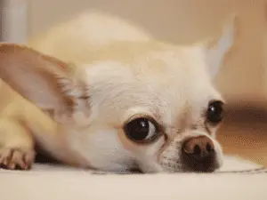 Chihuahua tan color