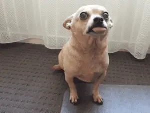 Chihuahua personality