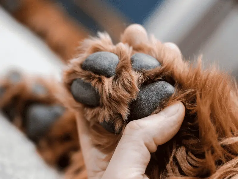 Comment protéger les pattes de votre chien pendant les promenades