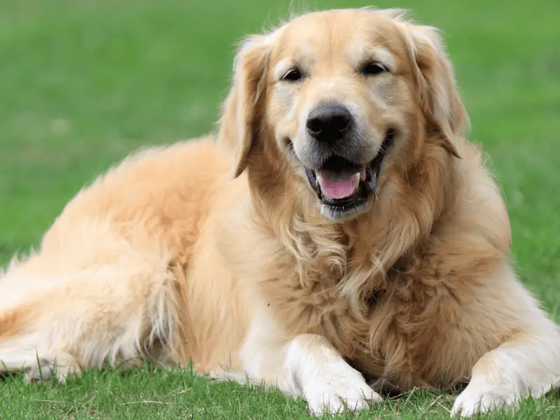 Golden Retriever  - medium size - best dog breeds for first time owners