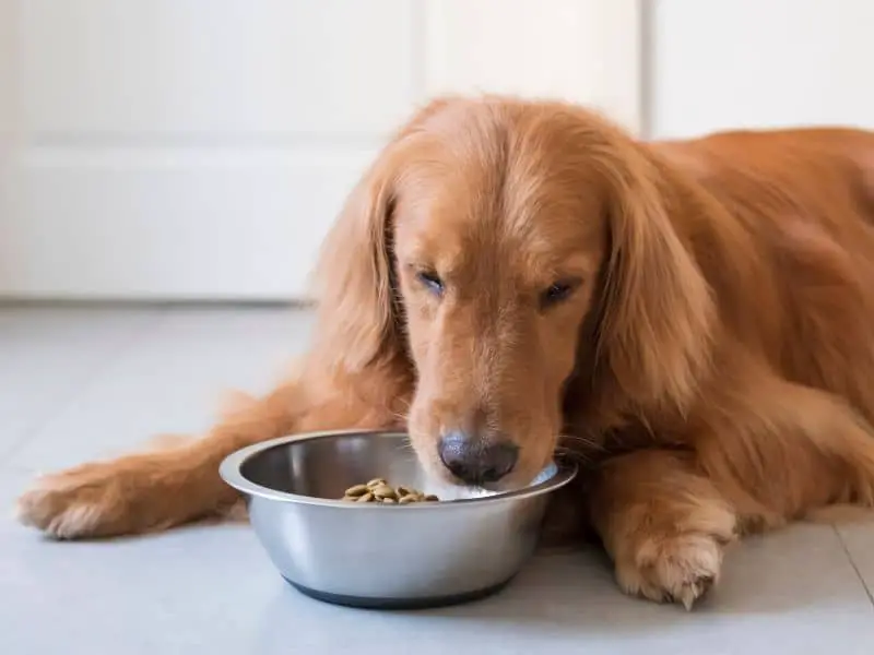 Golden retriever eating dog food