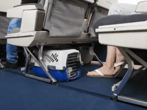Dog carrier under plane seat - Flying with Your Dog on a Plane