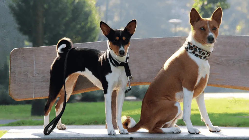 Medium Sized Dogs