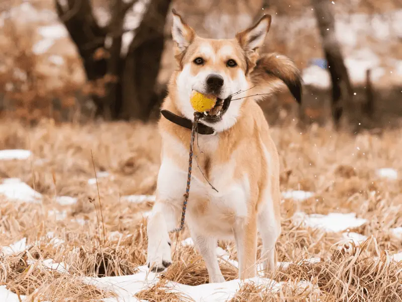 Ist GoDogGo das beste automatische Ballwurfgerät für Hunde?