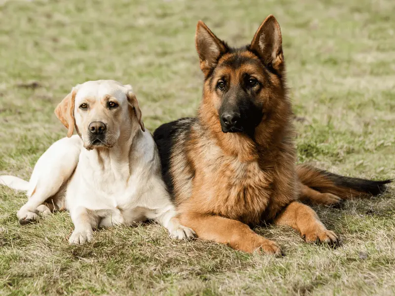 lab german shepherd mix