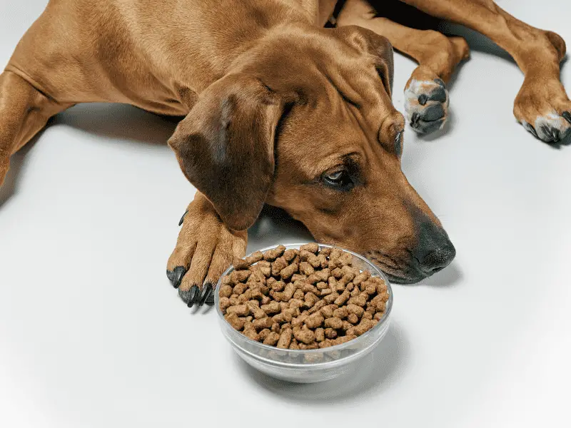 Reguliert die FDA die Tiernahrung? Was Sie wissen sollten