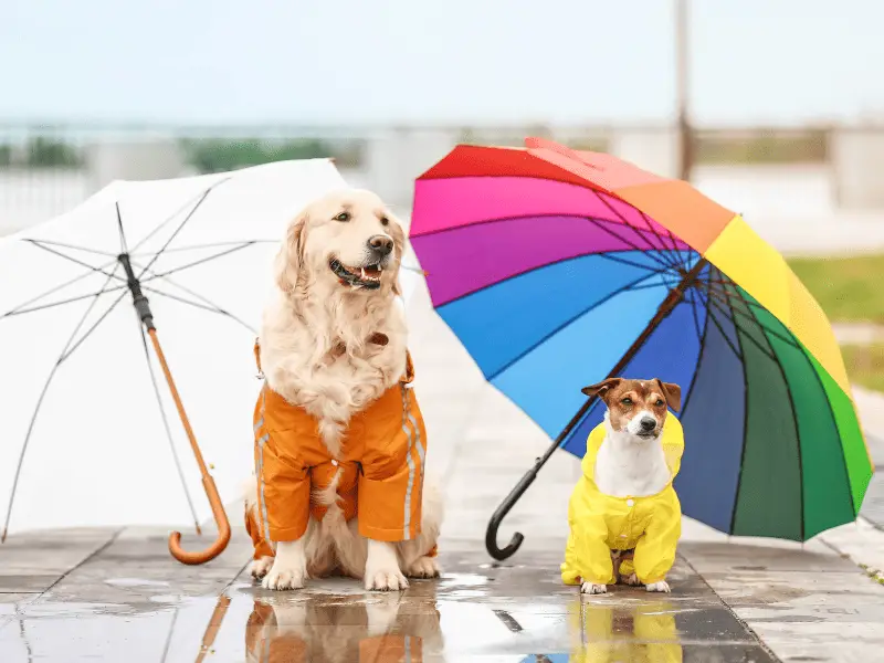 Get This Dog Umbrella For Your Rainy Day Walks