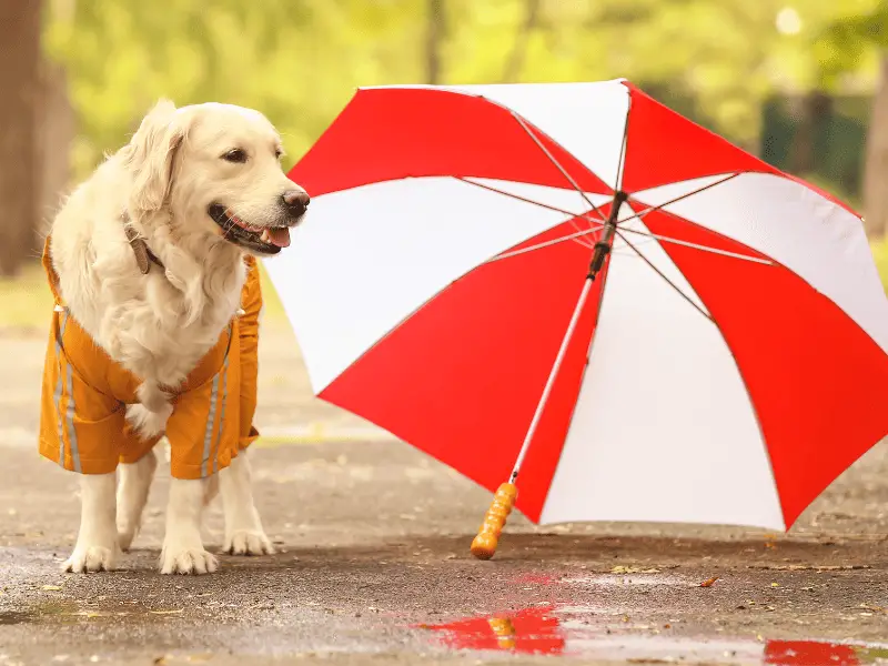 Top Dog Umbrella Features That Keep Your Doggy Dry