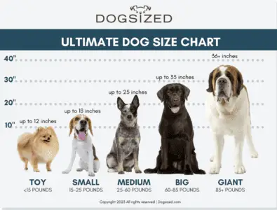 Comprehensive Guide to Dog Sizes: The Ultimate Size Chart for Dogs