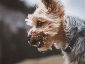 Serena Williams Yorkie