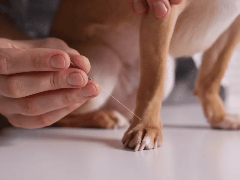 L'acupuncture vétérinaire peut-elle améliorer la qualité de vie de votre chien ?