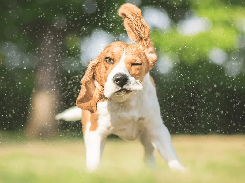 Why Does My Dog Shake His Head? Dogsized