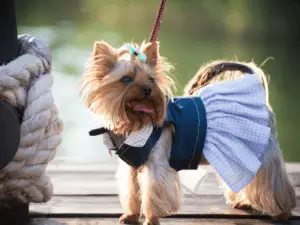 dog fashion