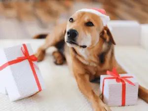 holiday dog gifts