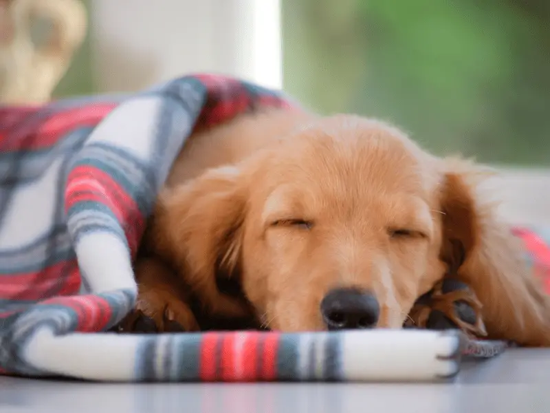 We Hope Your Nap is As Lovely As This One…