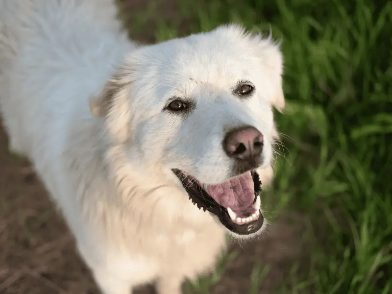 A Great Pyrenees in New York City