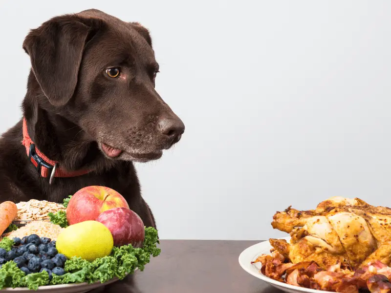 is rotisserie chicken okay for dogs