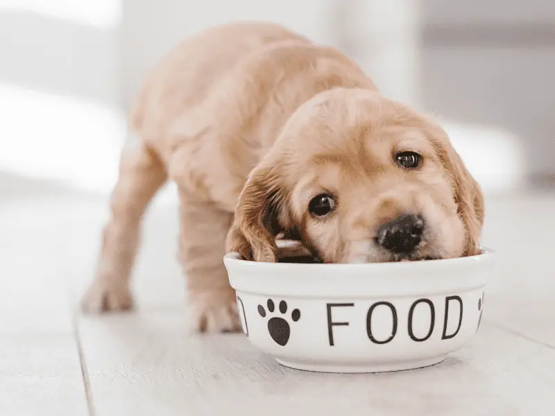 healthy home cooked meals for dogs