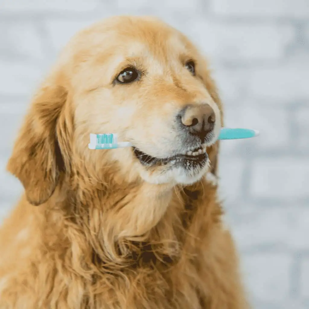 How to Clean Your Dogs Teeth