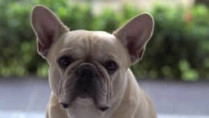 The French Bulldog