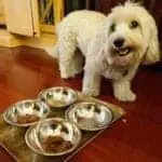 Modern Dog Dinnerware Every Pet Owner Would Love