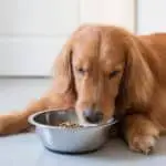 meal mixers for dogs 