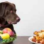 can dogs eat rotisserie chicken
