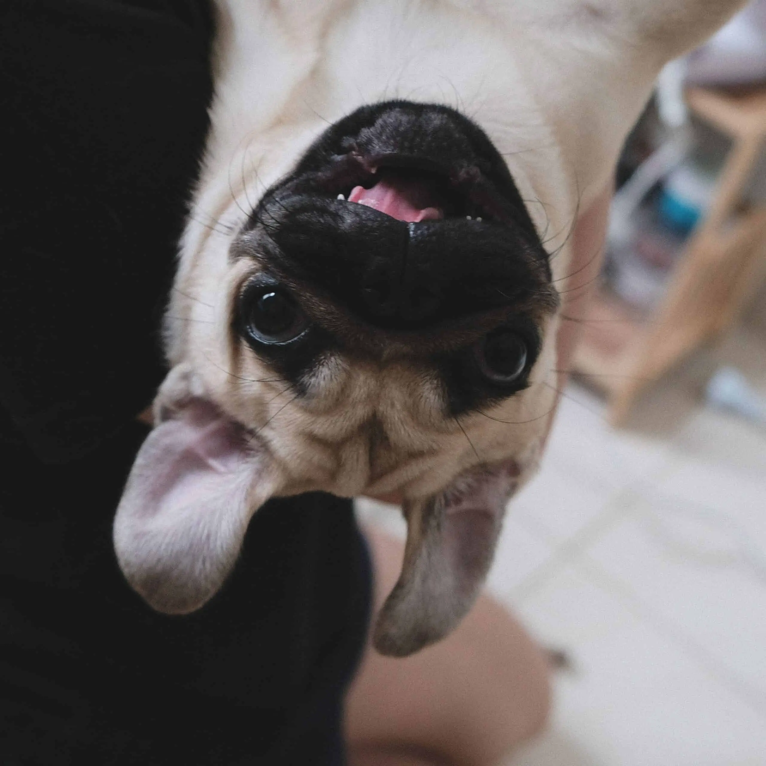 The Pug In Your Life – Charming, Loving and Mischievous