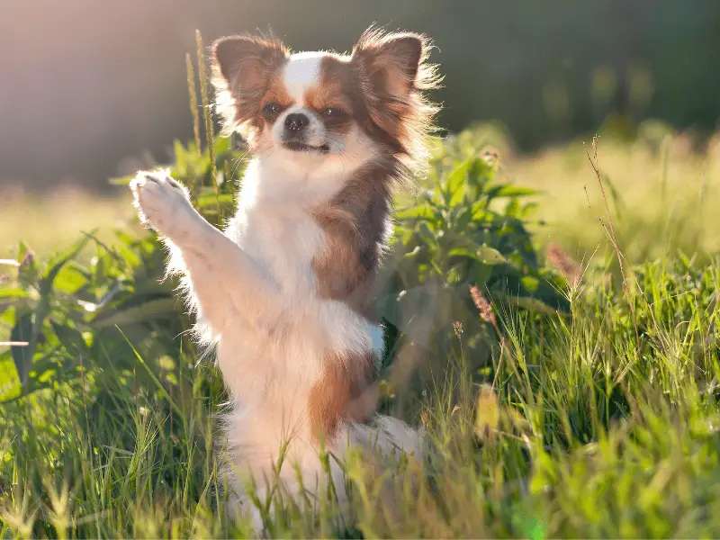 5 Lovable Lap Dogs That Will Steal Your Heart