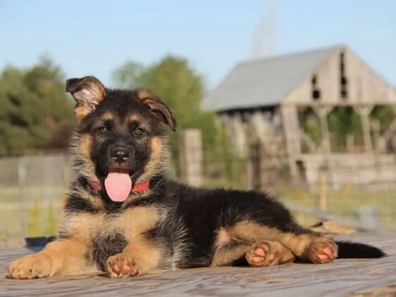 Month-By-Month: 6-Month-Old German Shepherd What You Need To Know